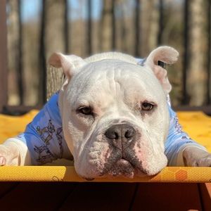 Meet your Posher, Naja